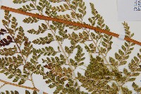 臺灣兩面複葉耳蕨藏品圖，第5張