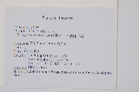 長葉鱗毛蕨藏品圖，第2張