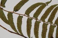 鋸齒雙蓋蕨、線葉雙蓋蕨、刺鱗雙蓋蕨藏品圖，第4張