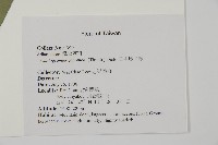 日本鳳丫蕨藏品圖，第2張