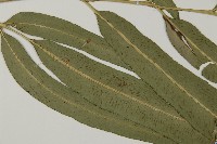 日本鳳丫蕨藏品圖，第3張