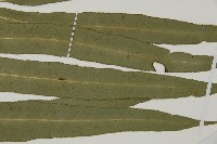 日本鳳丫蕨藏品圖，第4張