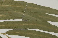 日本鳳丫蕨藏品圖，第5張