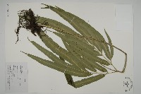 日本鳳丫蕨藏品圖，第6張