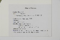 日本鳳丫蕨藏品圖，第7張