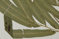 日本鳳丫蕨藏品圖，第8張