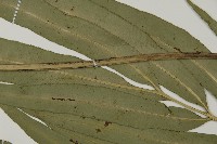 日本鳳丫蕨藏品圖，第9張