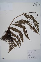 貞蕨藏品圖，第1張