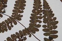 貞蕨藏品圖，第4張