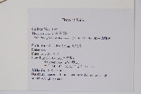 光葉凸軸蕨藏品圖，第1張