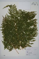 毛苞擬複葉耳蕨藏品圖，第1張