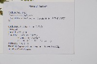 毛苞擬複葉耳蕨藏品圖，第2張