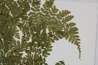 魚鱗蕨藏品圖，第3張