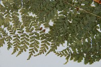 魚鱗蕨藏品圖，第5張