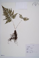 細葉蹄蓋蕨藏品圖，第1張