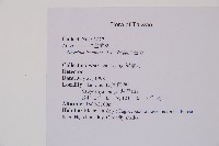 細葉蹄蓋蕨藏品圖，第2張