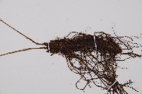 細葉蹄蓋蕨藏品圖，第3張