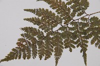 細葉蹄蓋蕨藏品圖，第4張