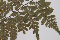 細葉蹄蓋蕨藏品圖，第5張