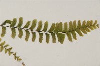 複齒鐵角蕨藏品圖，第4張