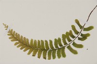 複齒鐵角蕨藏品圖，第5張