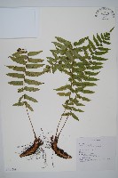 細葉鱗毛蕨藏品圖，第1張