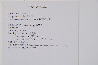 細葉鱗毛蕨藏品圖，第2張