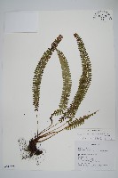 鋸齒葉耳蕨藏品圖，第1張