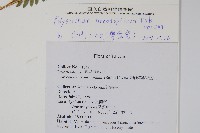 鋸齒葉耳蕨藏品圖，第2張