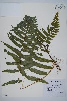 臺北鱗蓋蕨藏品圖，第1張