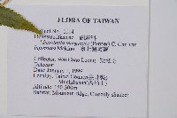 臺北鱗蓋蕨藏品圖，第2張