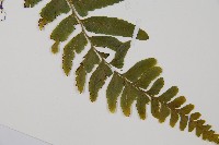 臺北鱗蓋蕨藏品圖，第3張