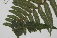 臺北鱗蓋蕨藏品圖，第4張