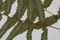 臺北鱗蓋蕨藏品圖，第5張