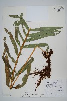 長葉星蕨藏品圖，第1張