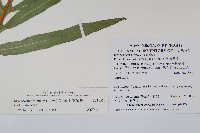 長葉星蕨藏品圖，第3張