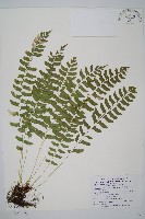 臺灣耳蕨藏品圖，第1張