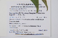 細柄雙蓋蕨藏品圖，第2張