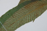 細柄雙蓋蕨藏品圖，第3張