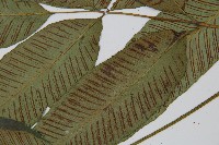 細柄雙蓋蕨藏品圖，第4張