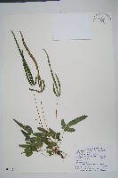 琉球鳳尾蕨藏品圖，第1張