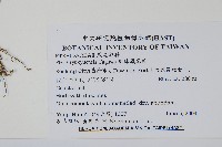 琉球鳳尾蕨藏品圖，第2張