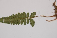 假蹄蓋蕨、東洋蹄蓋蕨藏品圖，第6張