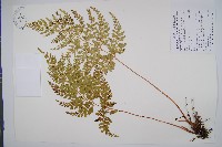 闊片烏蕨藏品圖，第1張