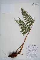 闊葉鱗毛蕨藏品圖，第1張