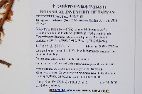 闊葉鱗毛蕨藏品圖，第2張