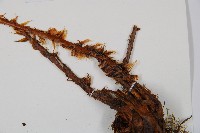 闊葉鱗毛蕨藏品圖，第3張