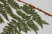 闊葉鱗毛蕨藏品圖，第4張