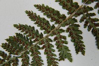 闊葉鱗毛蕨藏品圖，第5張