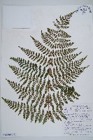 闊葉鱗毛蕨藏品圖，第6張